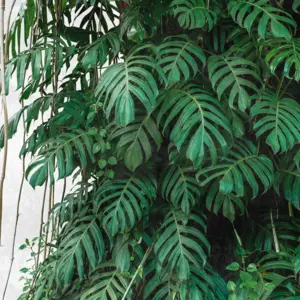 Livingwalls Vinyltapete - 382411 - Grün Grau Dschungeltapete