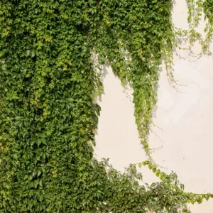 Livingwalls Vinyltapete - 392271 - Grün Creme Efeuwand